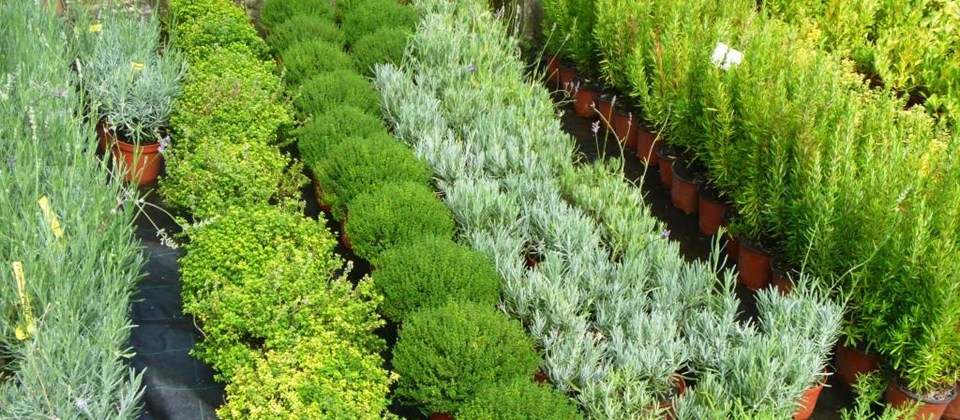 Cultivos de plantas medicinales