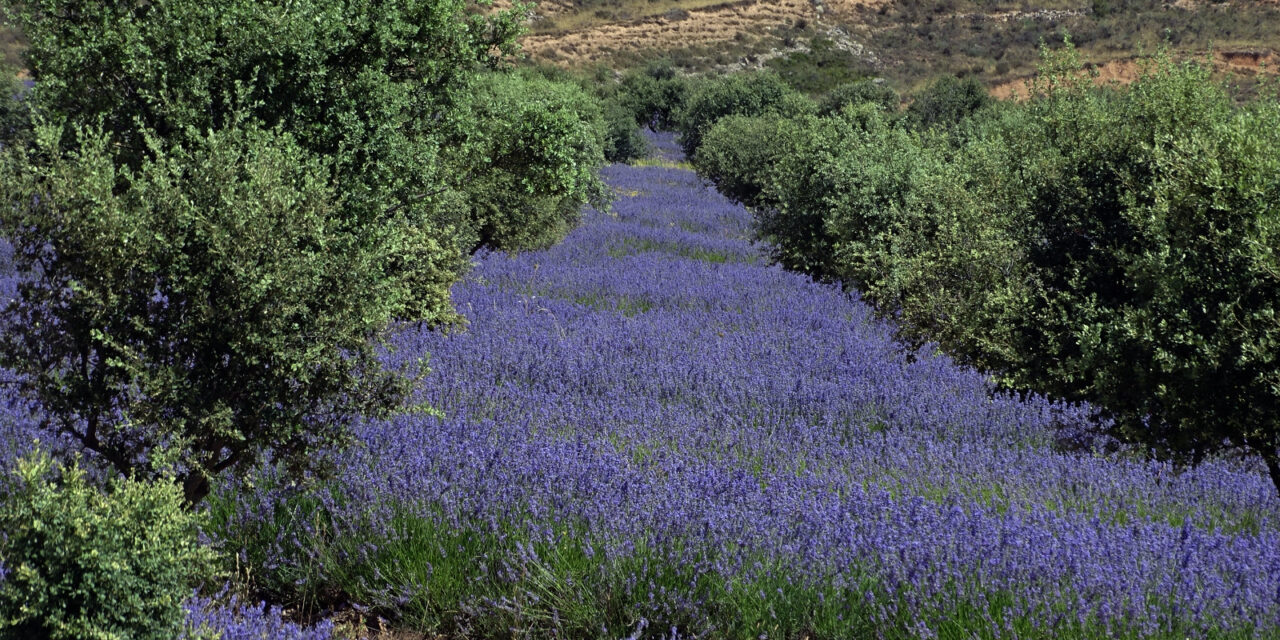 Biopirineo: aromáticas en el Pirineo: sembrar nuevas oportunidades