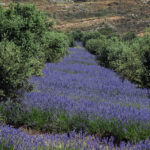 Biopirineo: aromáticas en el Pirineo: sembrar nuevas oportunidades