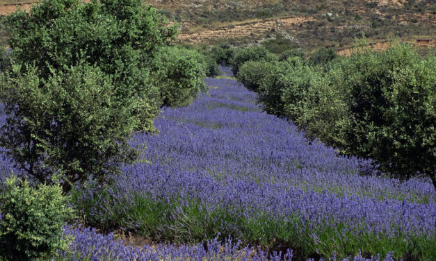 Biopirineo: aromáticas en el Pirineo: sembrar nuevas oportunidades